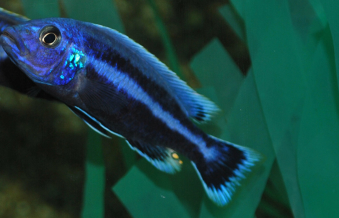 CichlidÉ Malawi Chipokae