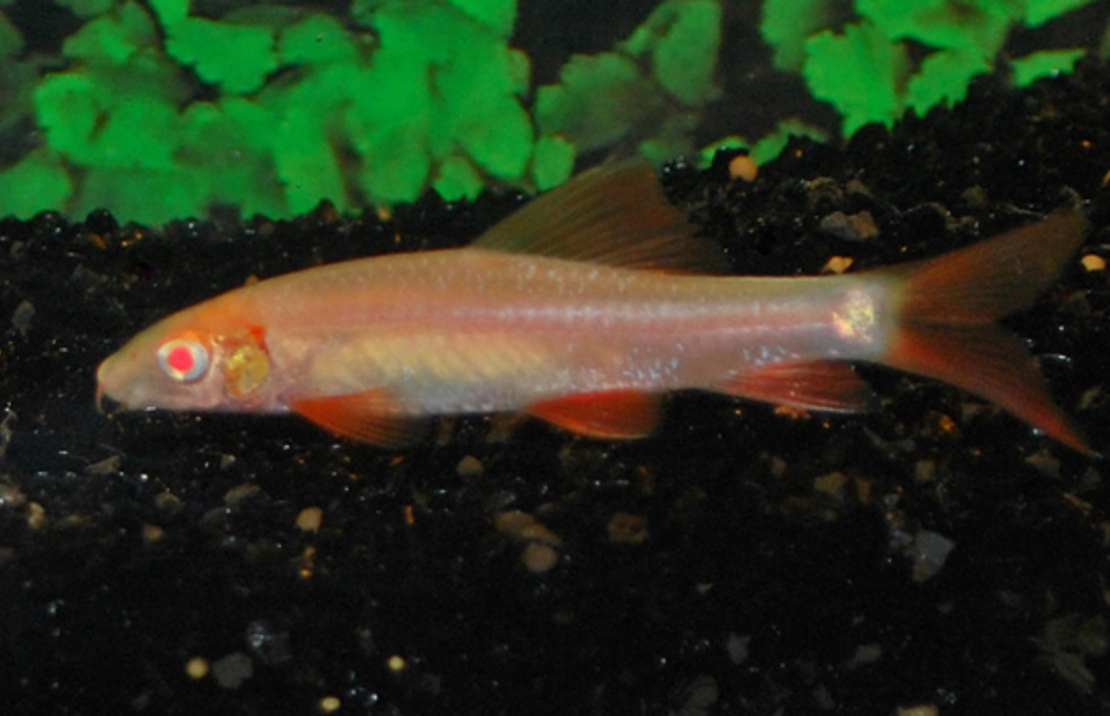 Rainbow Shark Albino