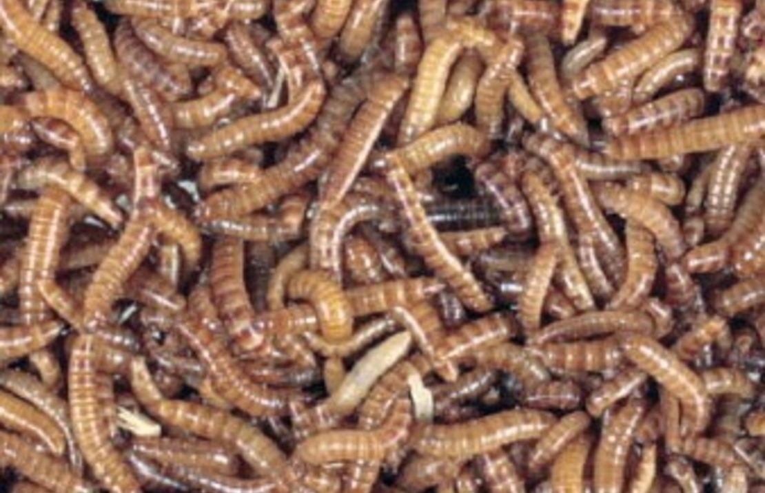 Alphitobius Laevigatus (liter)