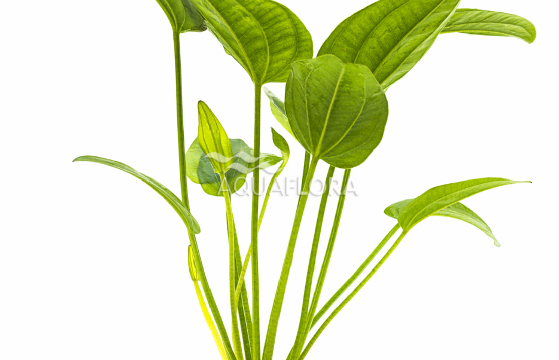 Echinodorus Sp. 'radicans' - Pe