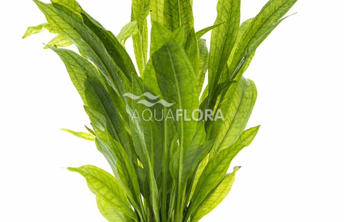 Echinodorus Grisebachii 'bleherae' - Pe