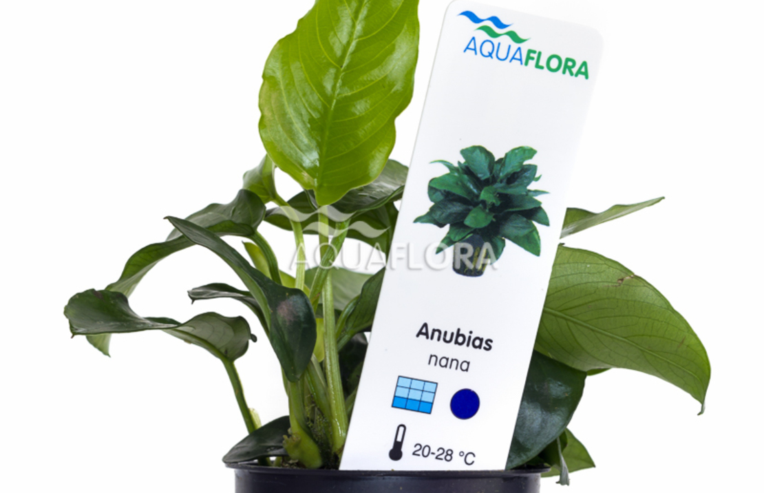 Anubias Barteri Var. Nana - Pe
