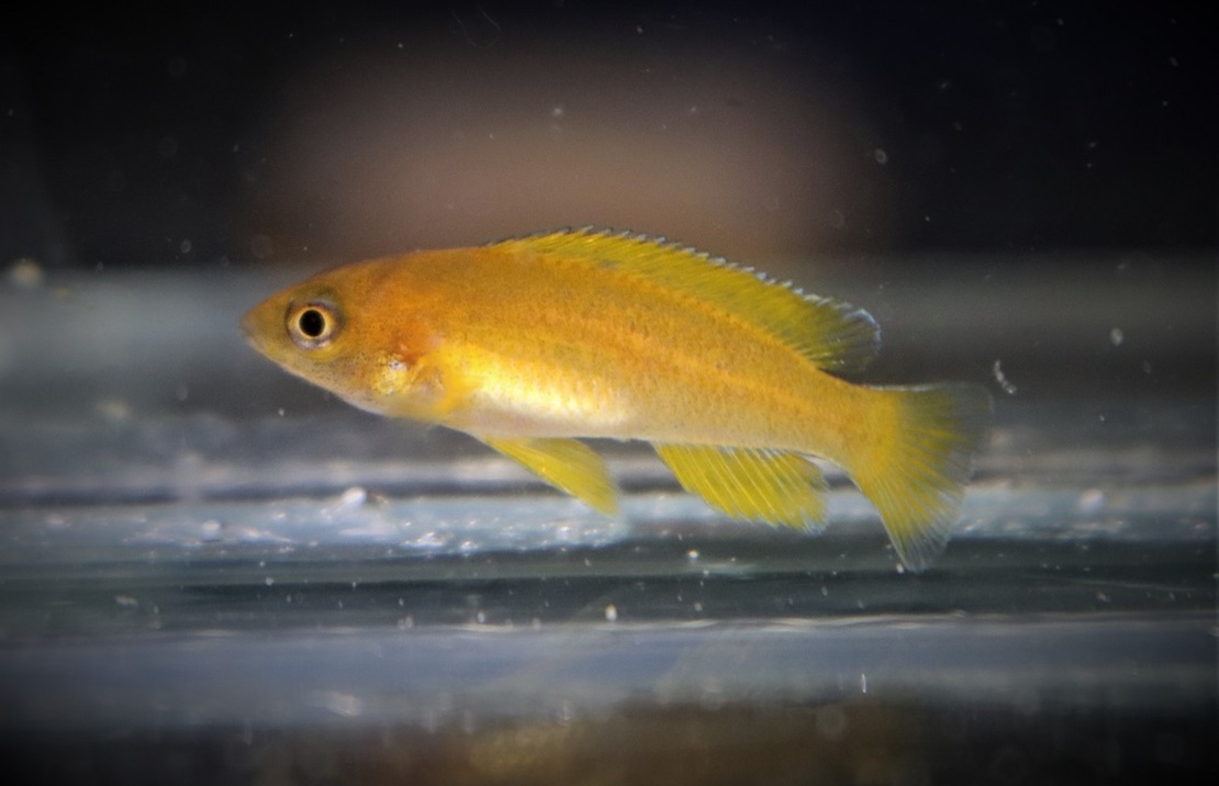 Tanganyika Cichlide Mustax