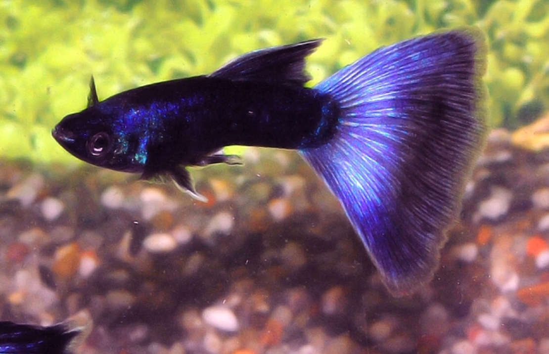 Guppy Moscow Blau Mann
