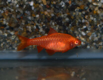 Cherry Barb Albino