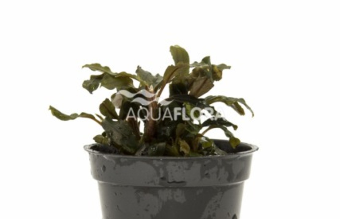 Bucephalandra 'deep Purple' - Pe