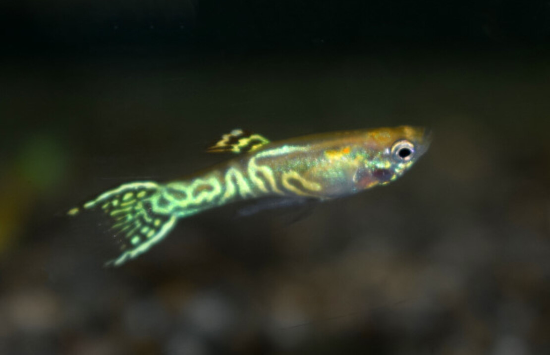 Guppy Endler Snakeskin Gold (m/f)