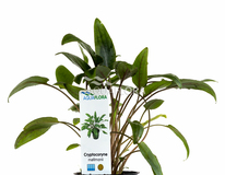 Cryptocoryne Moehlmannii - Pe