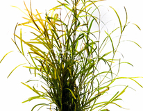 Potamogeton Gayi - Ps