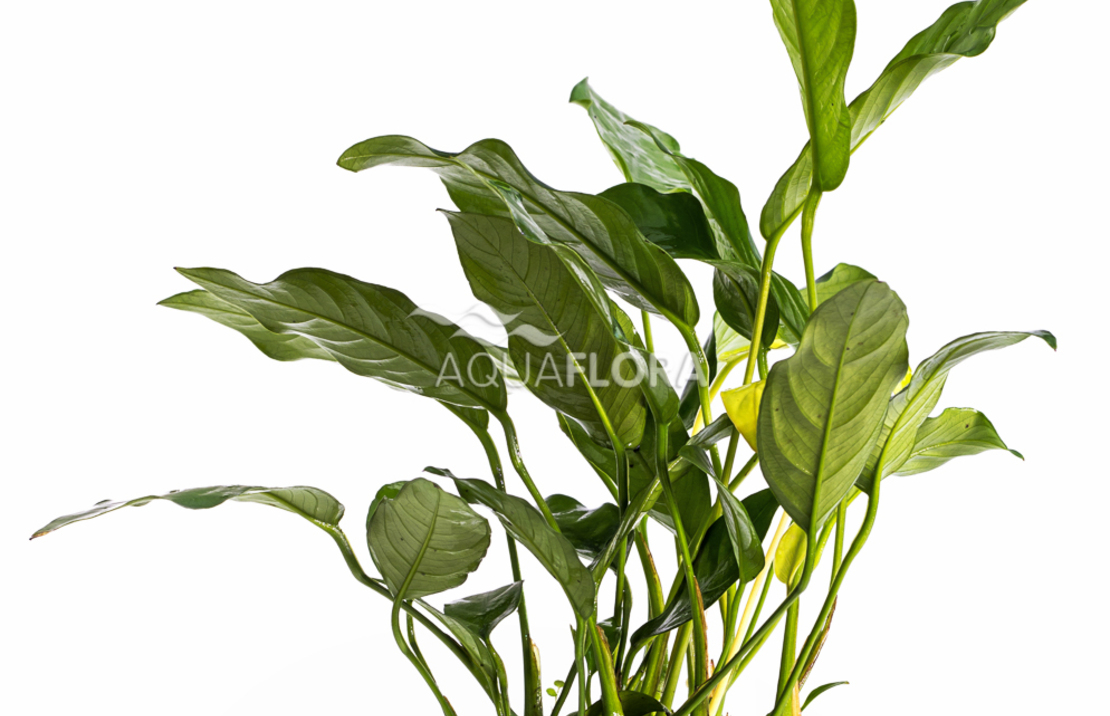 Anubias Gracilis - Pe