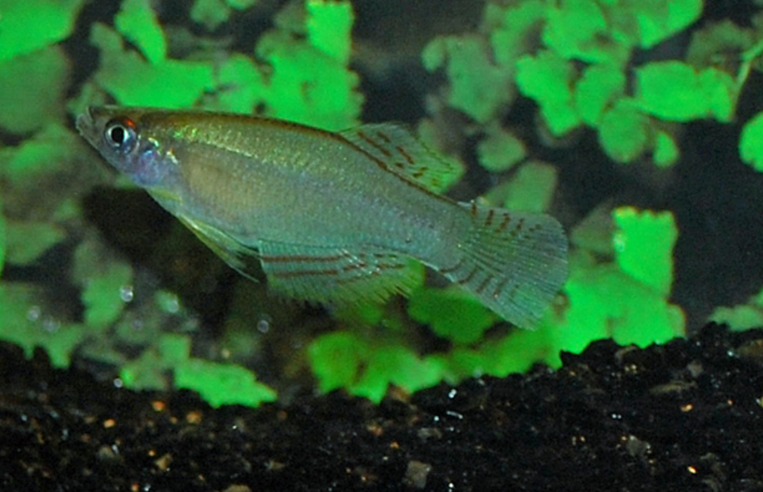 Lichtoogje Nototaenia Edea