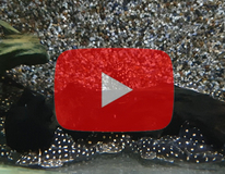 L201 Orinoco Angel Pleco