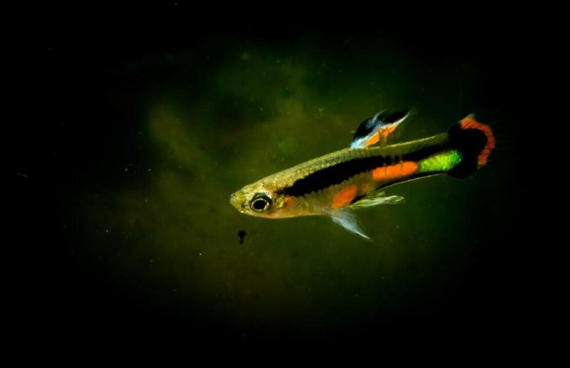 Endler Gup Campoma 42 (m/f)