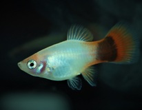 Platy Neon Blanc Orange Mickey