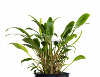 Cryptocoryne X Willisii 'lucens' - Pe