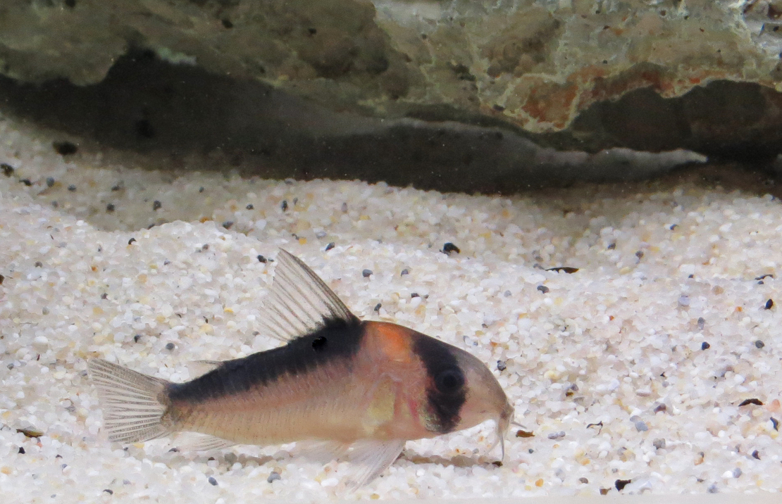 Corydoras Duplicareus S/m