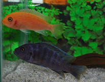 CichlidÉ Malawi Rouge Et Bleu