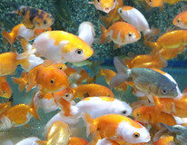 Voile De Chine Ranchu Assortis