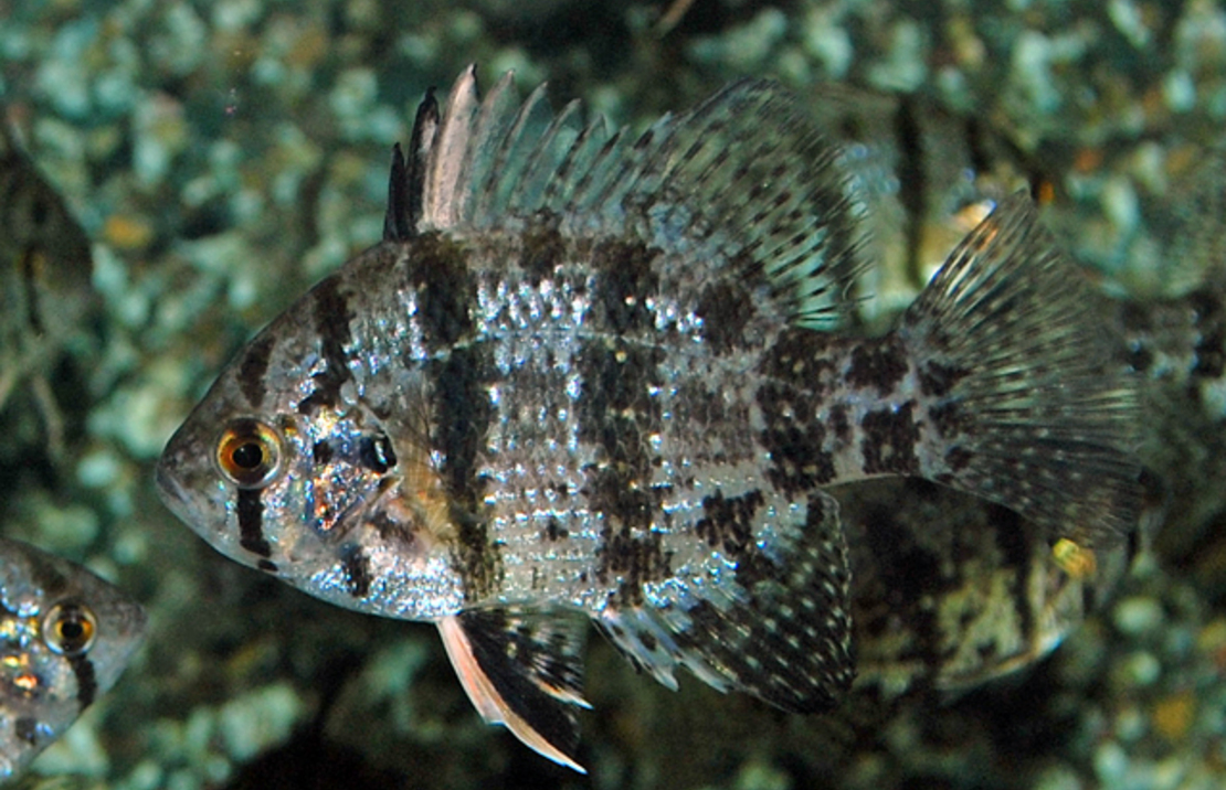 Crapet-soleil Chaetodon