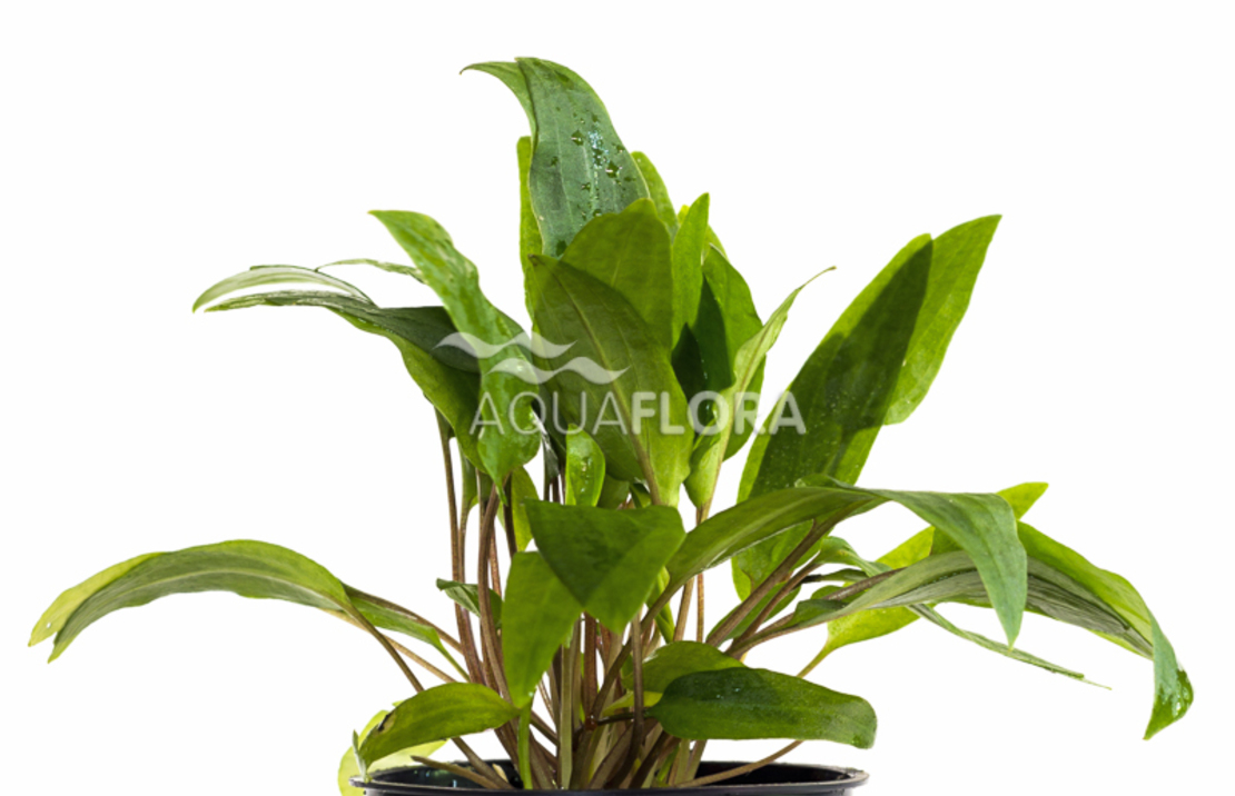 Cryptocoryne X Willisii - Pe