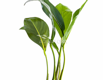 Anubias Congensis - Pe