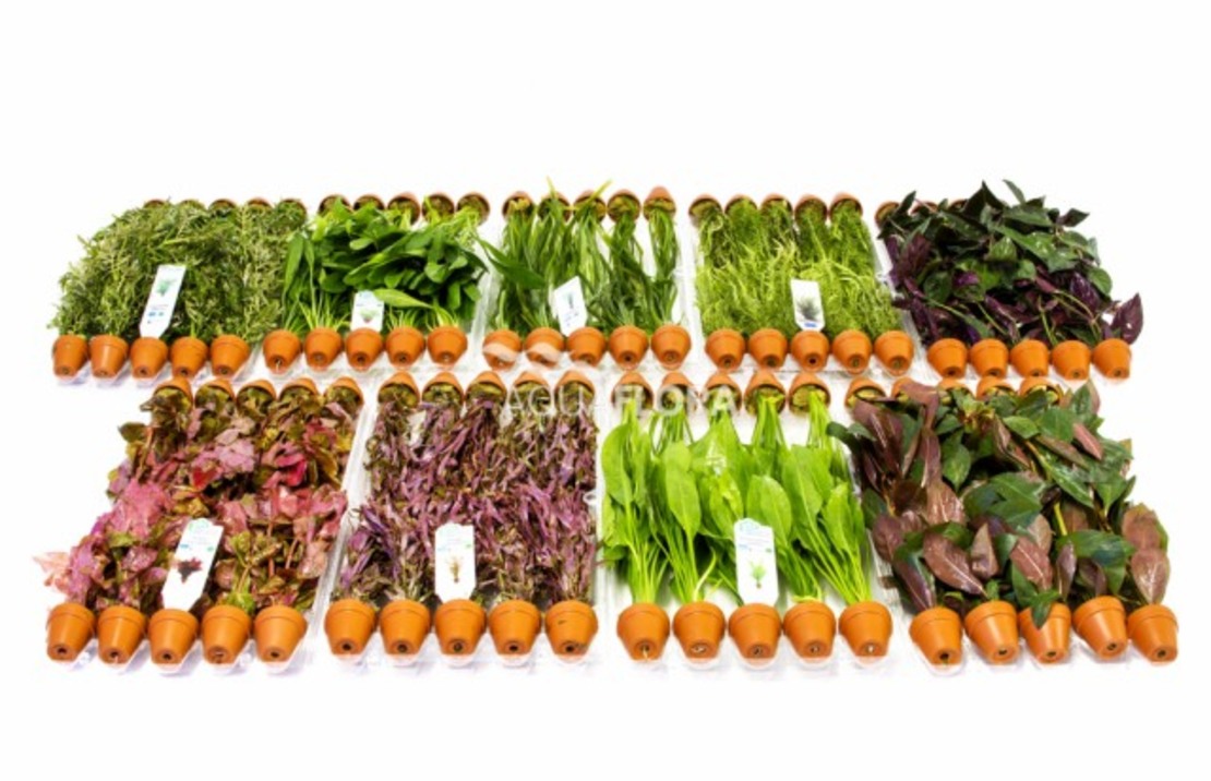 Budget-box E - 9x10 Terra Cotta Pots Tropical - As