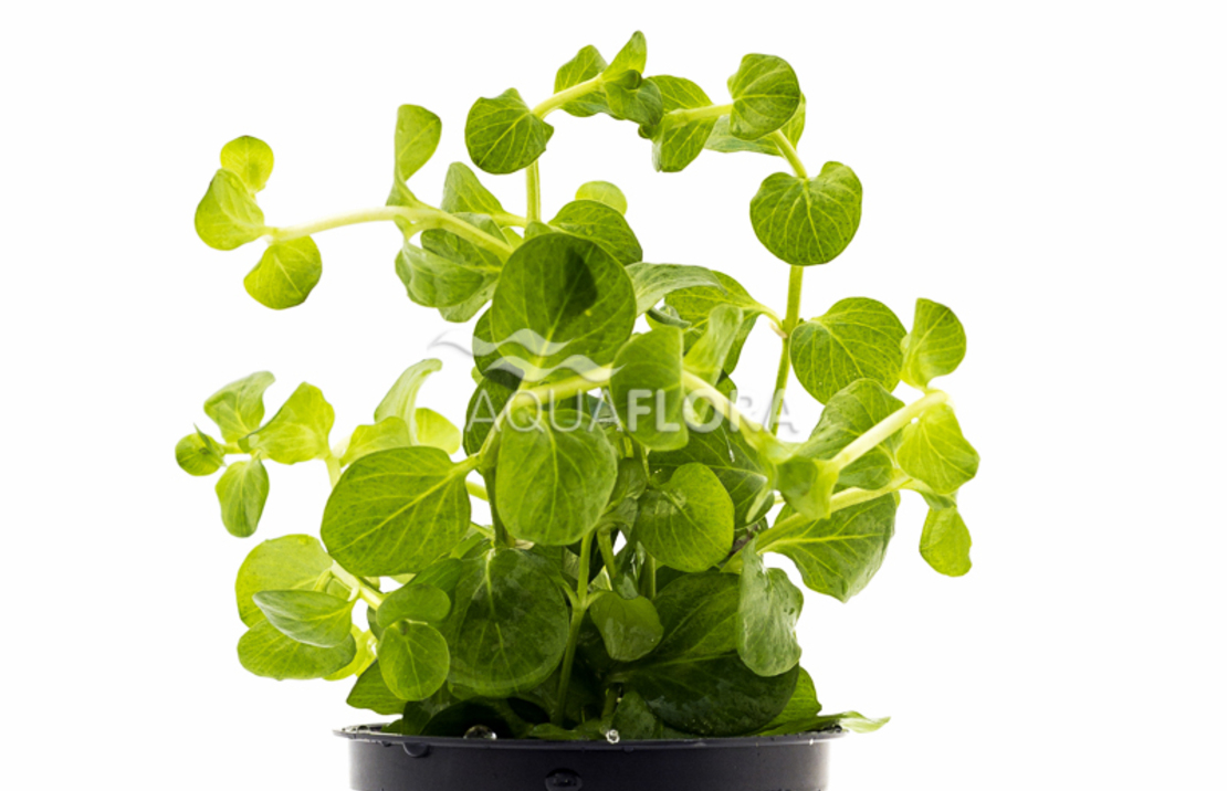 Lysimachia Nummularia - Pe