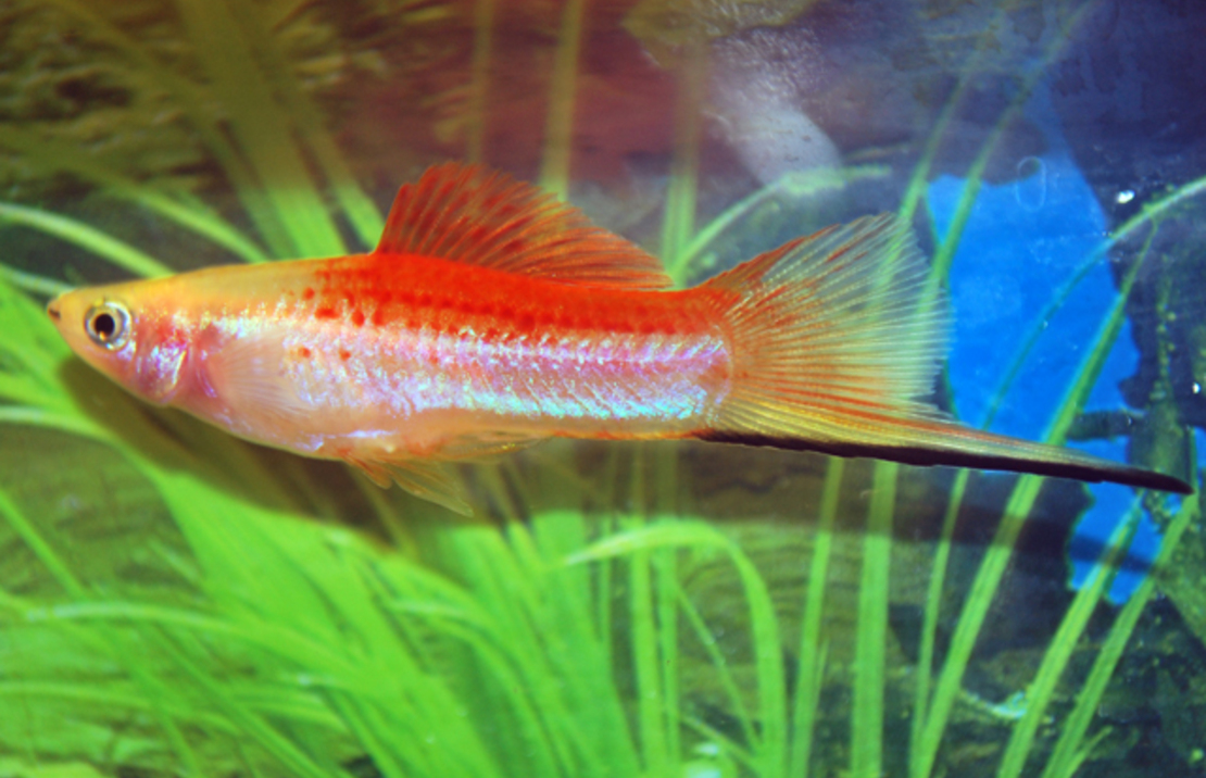 Porte-ÉpÉe Pineapple