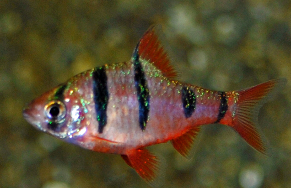 Five-banded Barb