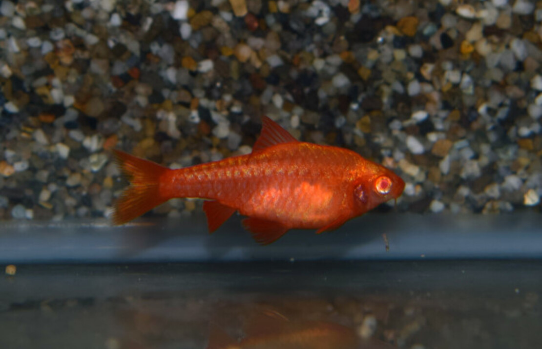 Cherry Barb Albino