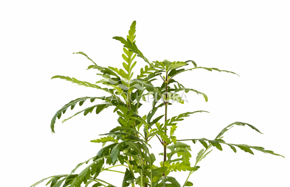 Hygrophila Pinnatifida - Pe