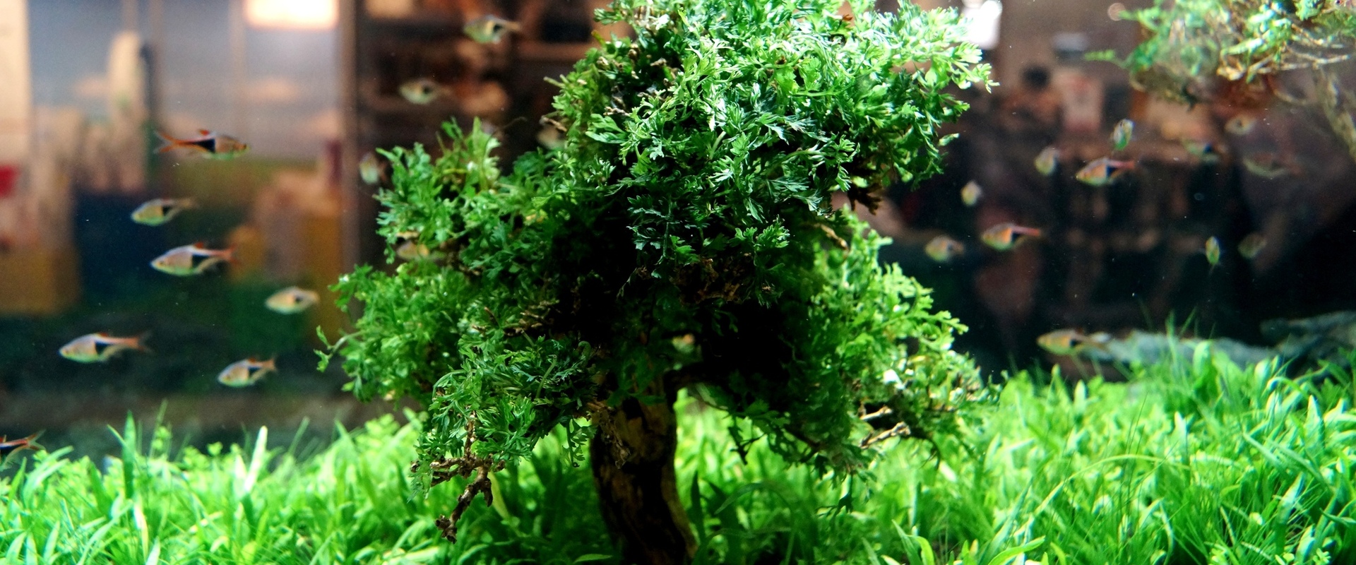 Ruinemans Group : Partner für die Zoohandlung