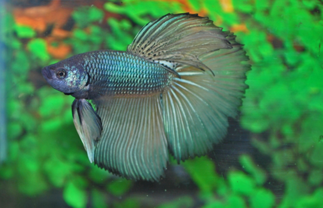 Combattant Super Delta (mÂle)