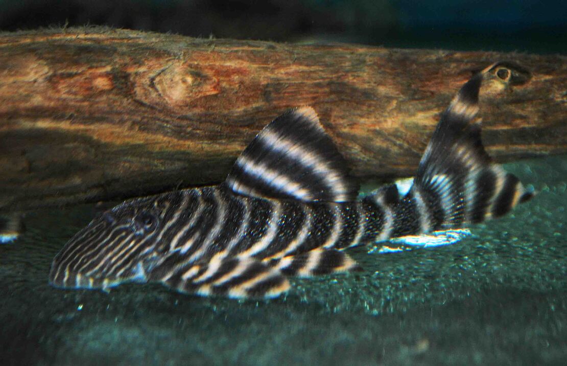 L002 Tiger Peckoltia