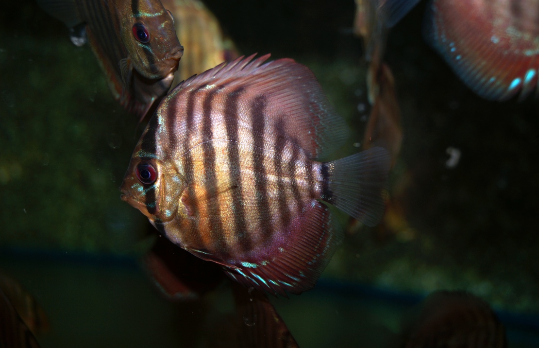 Discus Brown