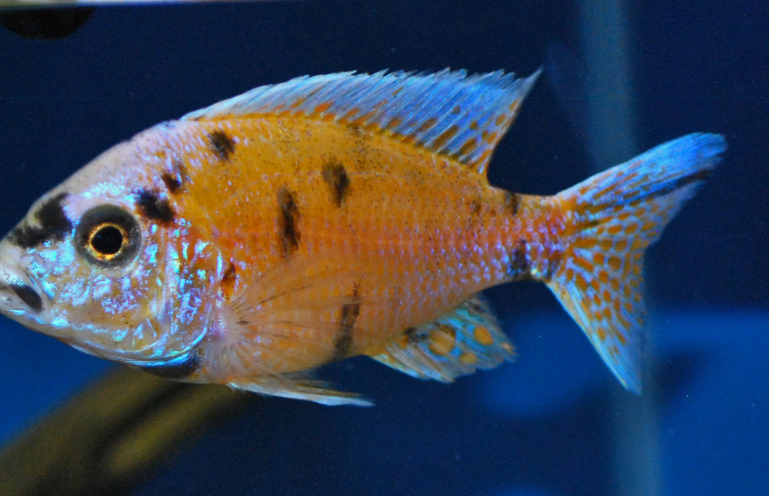 Aulonocara Orange Blotched