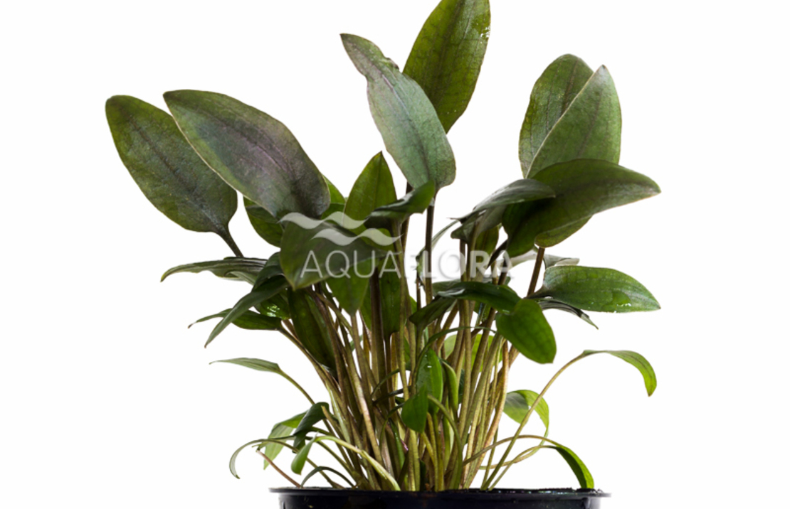 Cryptocoryne Beckettii - Pe