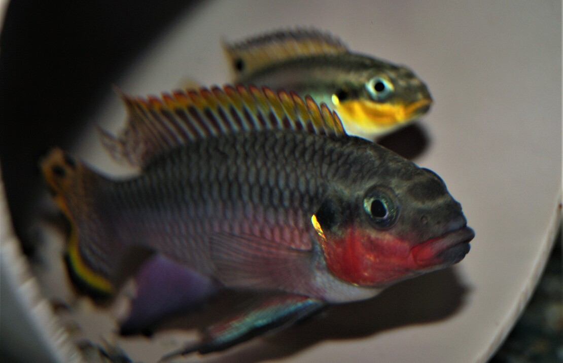 Kersenbuikcichlide Nigeria Red