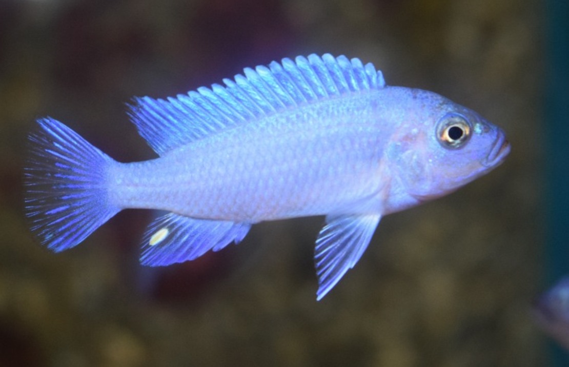 CichlidÉ Malawi Bleu