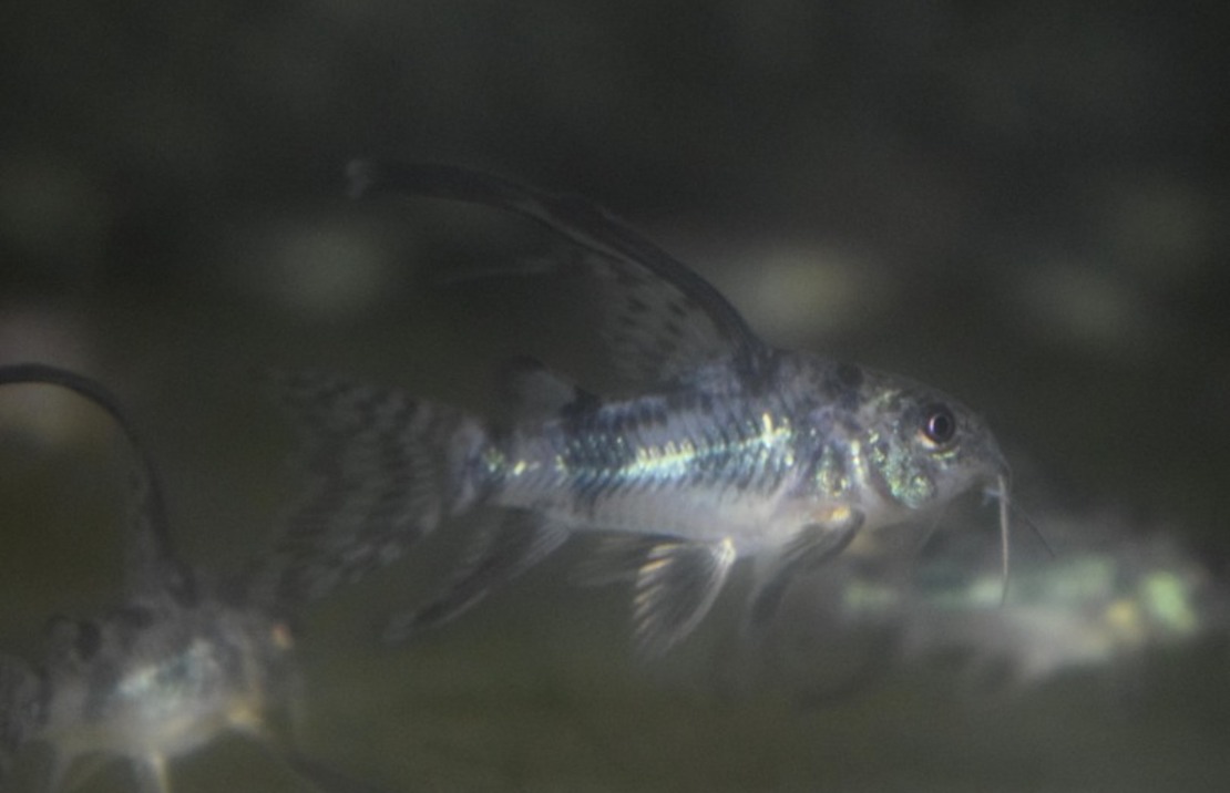 Corydoras MarbrÉ VoilÉ