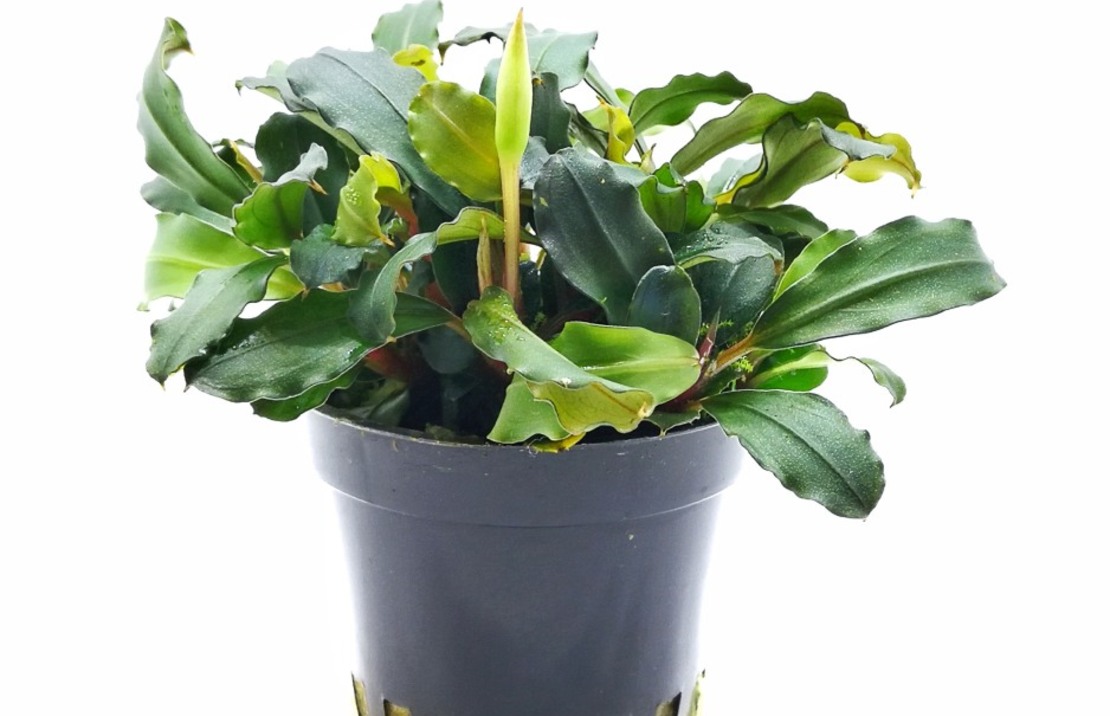 Bucephalandra 'lamandau Mini Red' - Pe