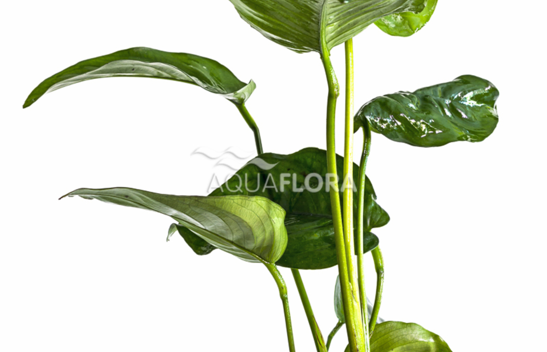 Anubias Barteri - Pe