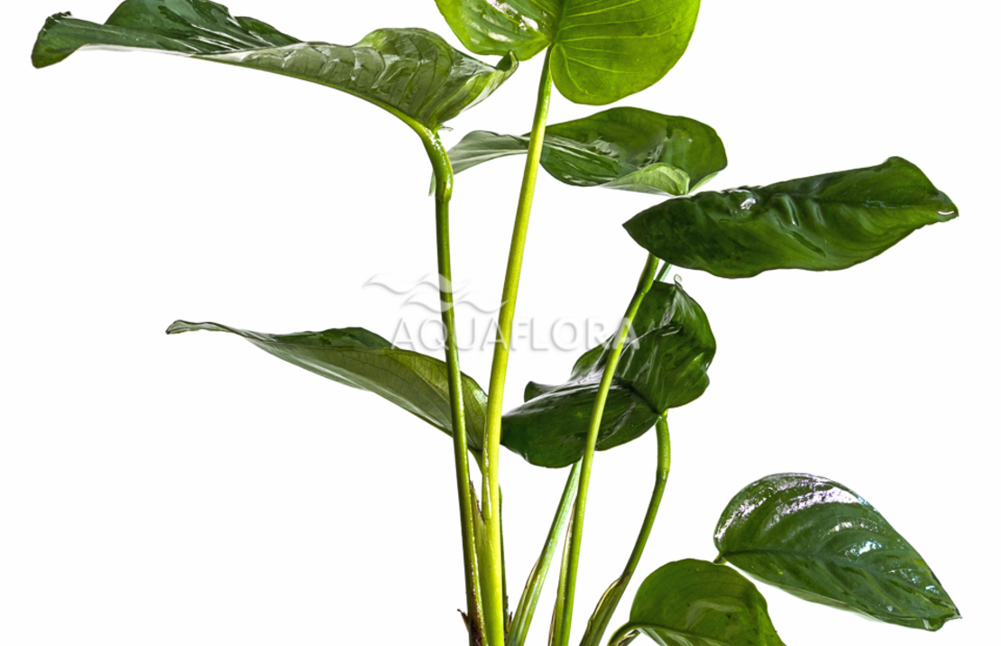 Anubias Barteri - Pe