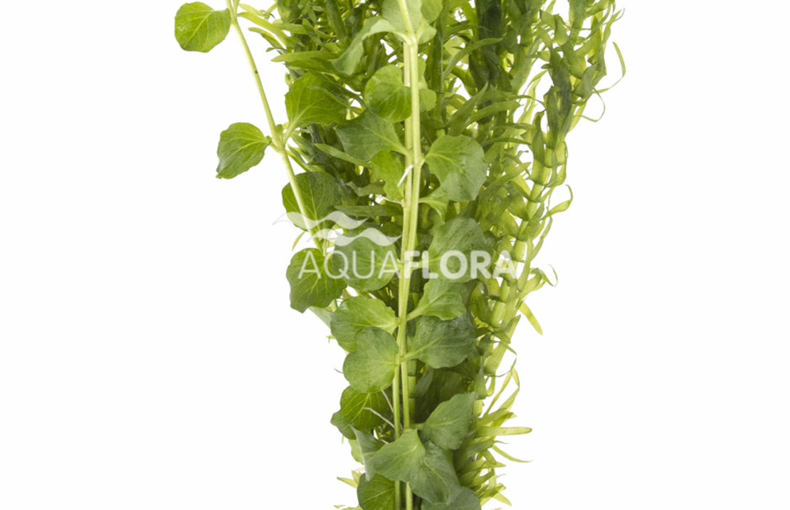 Bunch Mixed 2 Varieties Green - Ba