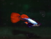 Gup Dumbo Ear Platin Rot Mann