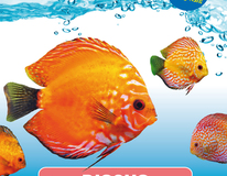 Degen Baby Menu Blister 2 X 100 Gr.