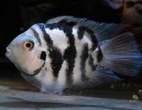 CichlidÉ Nigro Coral Blue