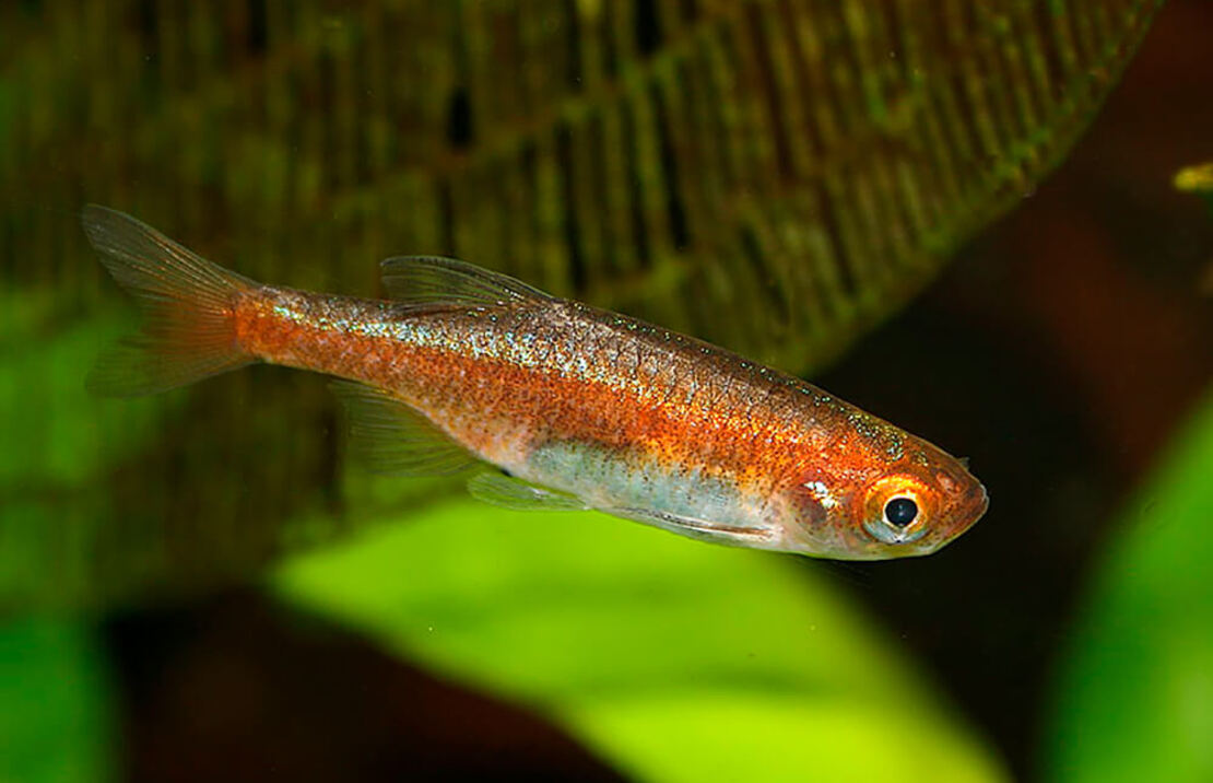 Rasbora Nain Rouge