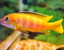 CichlidÉ Malawi Saulosi