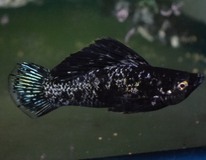 Molly Voile Noir Marbre